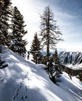Fieschertal Switzerland
